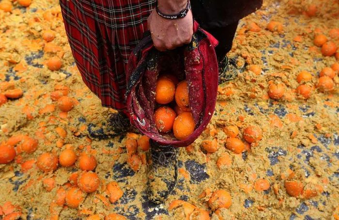 Hàng nghìn sọt cam đã được chuẩn bị để làm "vũ khí" cho người chơi.