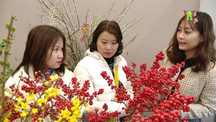 Đào đông đỏ được khá nhiều người lựa chọn cho những ngày Tết.
