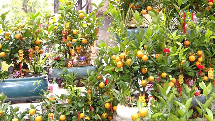 Quất tiểu cảnh cũng được nhiều người lựa chọn bởi phù hợp với những phòng khách nhỏ nhắn, hay những căn hộ chung cư.
