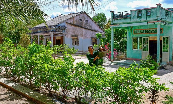 Cựu chiến binh Nguyễn Tấn Hưng, xã Khánh Bình, huyện Trần Văn Thời, chăm sóc vườn mai, để dành tặng địa phương trồng ở các nhà bia liệt sĩ, trung tâm văn hóa, trụ sở ấp…