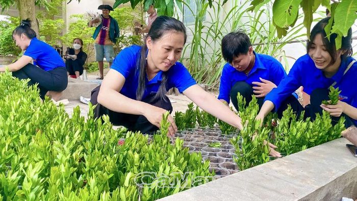 Ðoàn viên thanh niên xã Việt Thắng, huyện Phú Tân, tỉ mỉ chăm sóc vườn ươm.