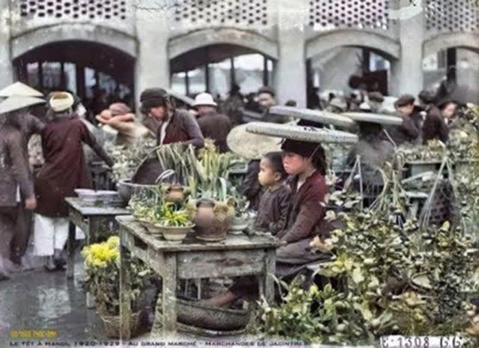 Bán hoa thủy tiên trong chợ
