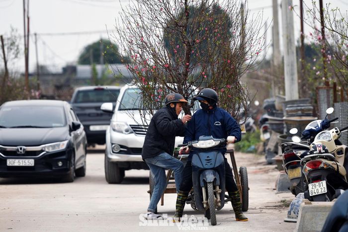 Những cành đào thế được bày bán từ đầu làng đang kịp trổ bông khiến cho không khí đón Xuân càng thêm rực rỡ.