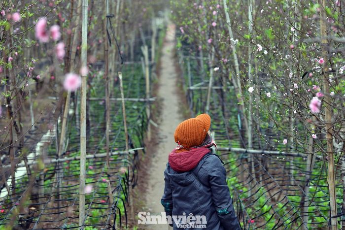 Người trồng đào tất bật thu hoạch ngày cuối năm.