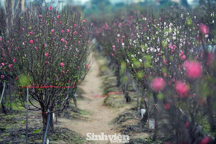 Đây là thời điểm người người, nhà nhà kéo tới làng chụp ảnh hoặc mua đào về trưng trong nhà. Có những thời điểm, đường tắc từ làng ra phố.