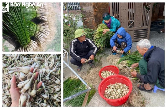  Cây kiệu thích hợp với đồng đất Nghi Lâm và cho năng suất khá cao. Ảnh: T.P 