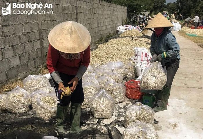  Tuy nhiên, địa phương cần quan tâm định hướng quy hoạch để cân đối cung - cầu. Ảnh: T.P 
