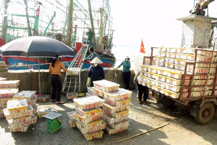  Hải sản được các cơ sở hấp sấy tại địa phương thu mua hết. Ản: Trần Thanh Yên 