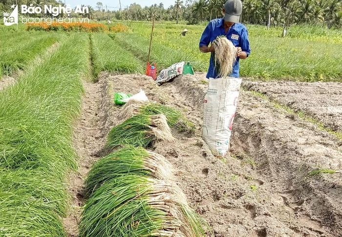  Sau 5 tháng xuống giống, đến nay, kiệu đã cho thu hoạch. Ảnh: T.P 