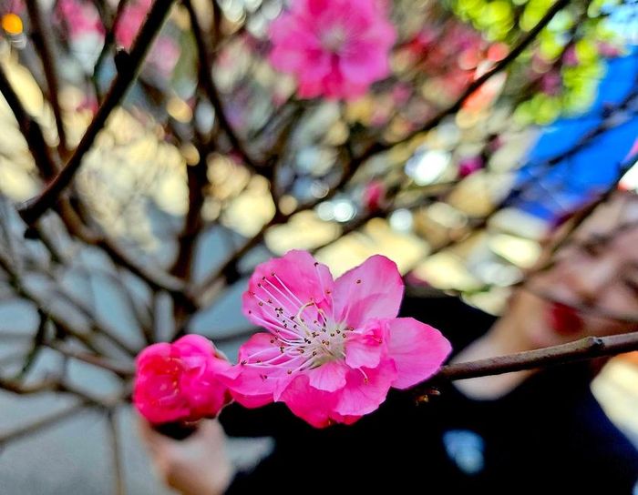 Tính thẩm mỹ, sự tiện dụng cộng với giá thành không quá cao là lý do khiến đào cành mini trở nên “hot” trong vài mùa Tết gần đây. Ảnh: Mộc Trà