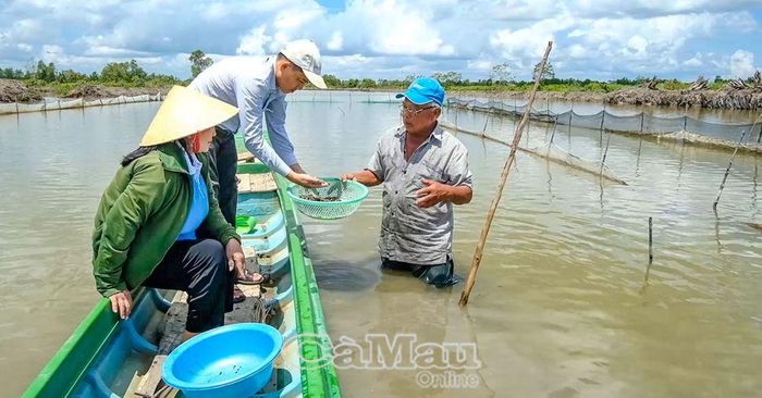 Với bản tính ham học hỏi, đổi mới, ông Lê Ðắc Lợi (người đứng dưới nước) đã thành công với mô hình nuôi sò huyết trong vuông tôm mang lại thu nhập cao.