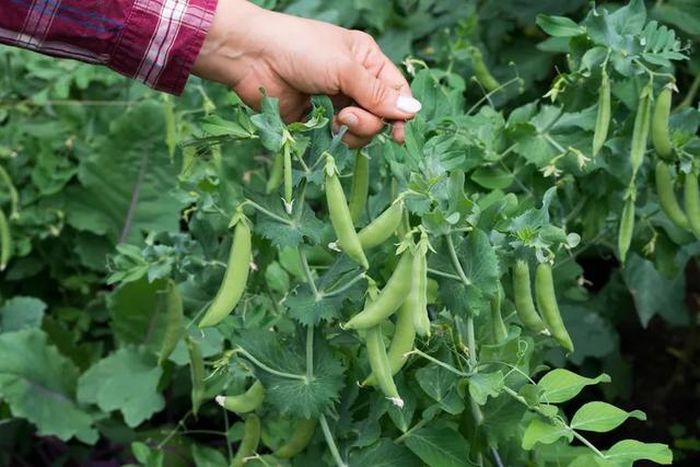 Đậu Hà Lan thường có mùa sinh trưởng rất ngắn chỉ vài tuần và điều đó khiến chúng trở nên đặc biệt hơn.