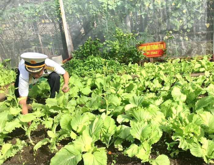 Bộ đội Trường Sa chăm sóc vườn rau.