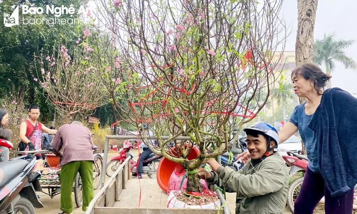  Dịch vụ vận chuyển cây cảnh được nhiều người thuê trong dịp Tết. Ảnh: Q.A 