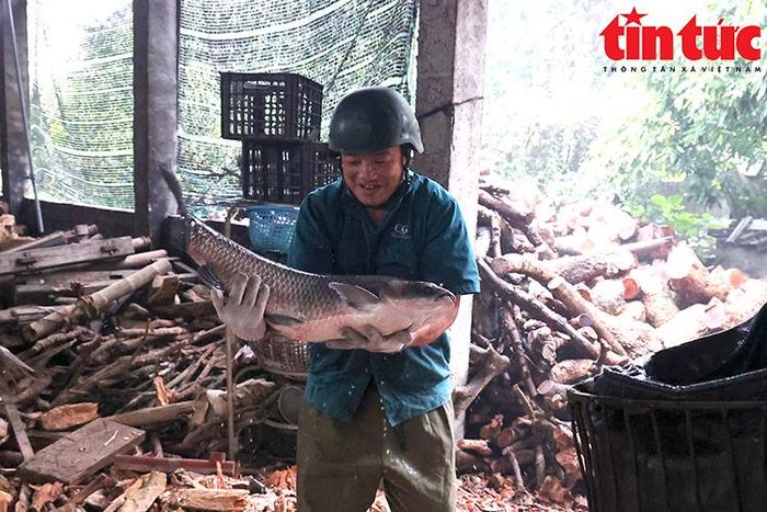 Để có được nồi cá kho chuẩn làng Vũ Đại, người dân nơi đây sử dụng cá trắm đen làm nguyên liệu chính, trọng lượng từ 5kg trở lên.