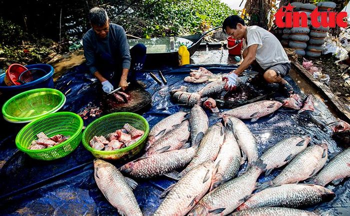 Bầu không khí tất bật, từ xe chở cá, người bán củi đến những dãy cá kho với hàng chục người túc trực.