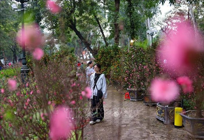 Rợp sắc hoa Xuân trên chợ hoa Tết phố Trần Nhân Tông. Ảnh: Thanh Tùng/TTXVN