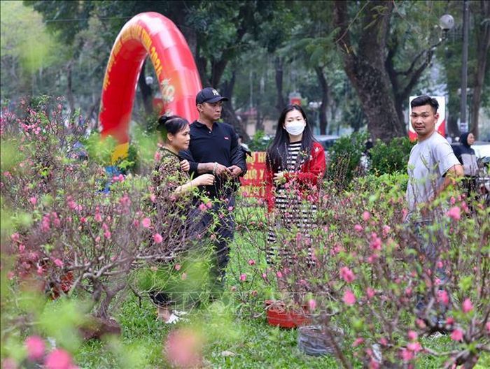 Người dân lựa đào về chơi Tết. Ảnh: Thanh Tùng/TTXVN