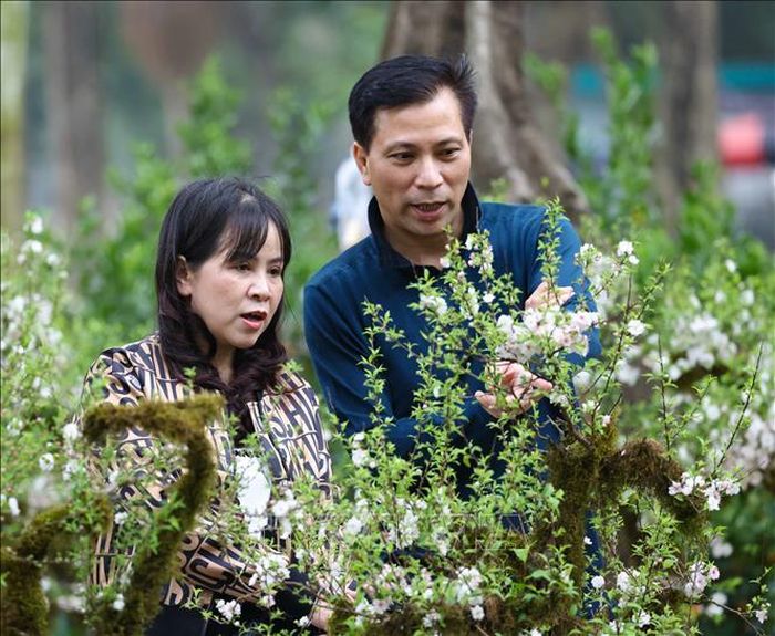 Nhiều người lựa chọn mua cây mai trắng về chơi Tết. Ảnh: Thanh Tùng/TTXVN