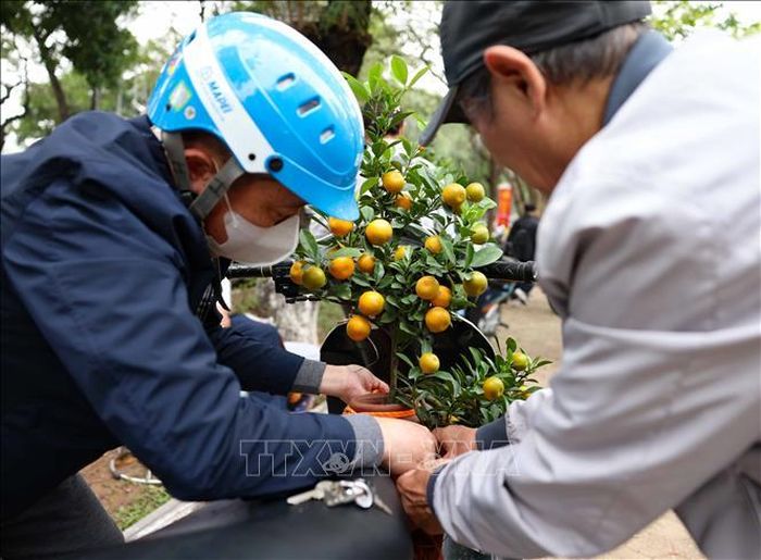 Người dân sắm quất cảnh về chơi Tết. Ảnh: Thanh Tùng/TTXVN