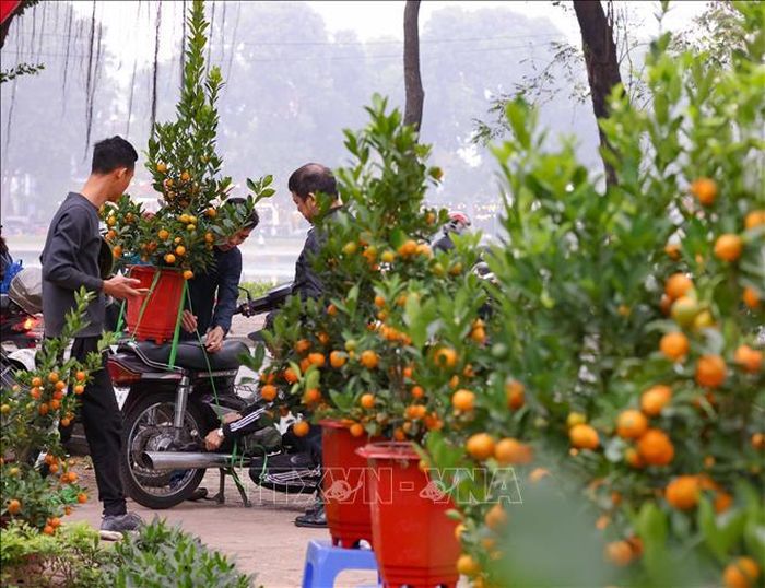 Người dân lựa đào, sắm quất, mua hoa, mang theo sắc Xuân về chơi Tết. Ảnh: Thanh Tùng/TTXVN