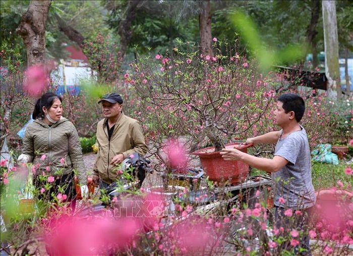 Người dân lựa đào, sắm quất, mua hoa, mang theo sắc Xuân về chơi Tết. Ảnh: Thanh Tùng/TTXVN