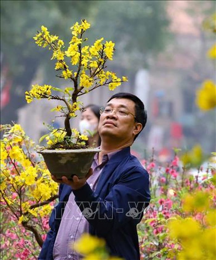 Vẻ ưng ý của người đàn ông này khi chọn được cây mai vàng về chơi Tết. Ảnh: Thanh Tùng/ TTXVN