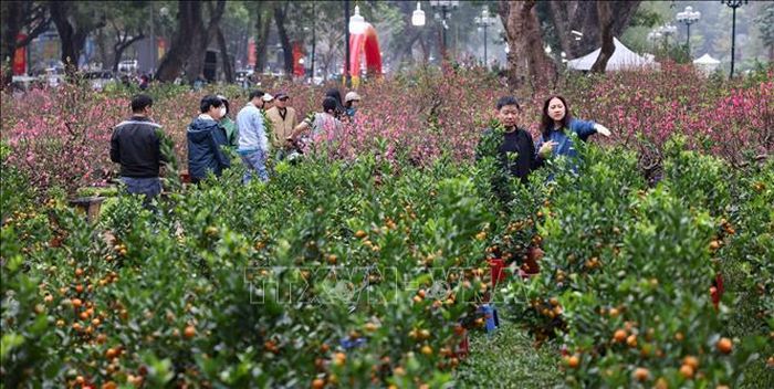 Người dân lựa đào, sắm quất, mua hoa, mang theo sắc Xuân về chơi Tết. Ảnh: Thanh Tùng/TTXVN