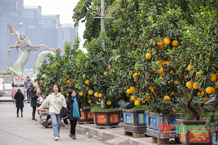 Nhộn nhịp nhất là khu vực gần Hồ Tây. Dọc vỉa hè bày bán nhiều bưởi cảnh.