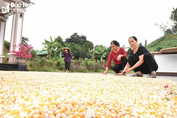  Để có mẻ tương ngon, đậm vị, khâu đầu tiên và cũng quan trọng nhất là “làm mốc”. Đây chính là loại men tự nhiên để giúp ủ đậu tương lên men. Mốc (men ủ tương) được bà Tuyết làm chủ yếu từ bột ngô. Mỗi tháng hộ bà Nguyễn Thị Tuyết sử dụng khoảng 1 tạ ngô để làm mốc. Ngô được mua của người dân trong xã, phơi khô, rang chín, xay bột và trộn với các nguyên liệu khác để làm mốc. Ảnh: H.T 