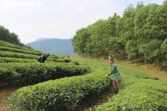 Nhiều hộ dân đã xây dựng được vườn chè có thu nhập cao, ổn định. Ảnh: Linh Chi