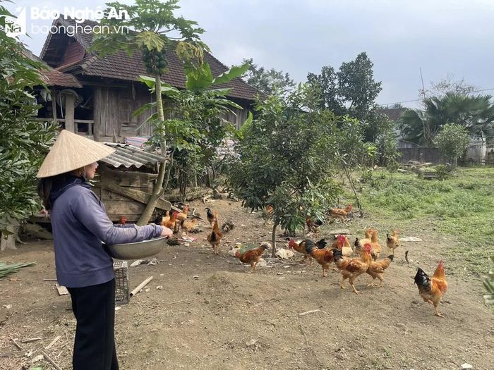 Chị Lô Thị Đa với mô hình nuôi gà thả vườn cho thu nhập cao. Ảnh: Tiến Đông