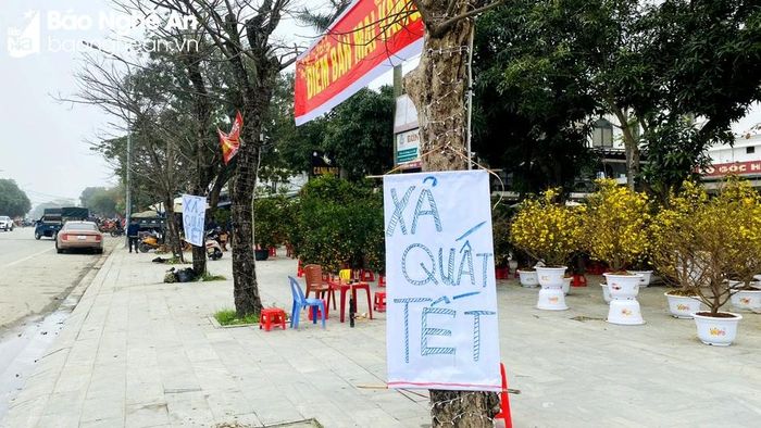  Tại đường Nguyễn Phong Sắc, chủ vườn đã treo biển xả quất Tết, tuy nhiên, không nhận lại được nhiều sự quan tâm. Ảnh: Nguyên Châu 