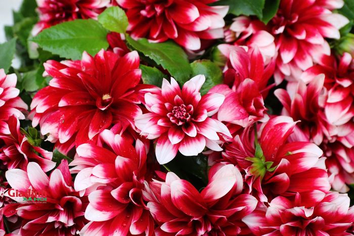 Teo tiểu thương tại chợ hoa Quảng An cho biết, giá của các loại hoa năm nay không có nhiều biến động. Một số loại hoa có giảm hơn. Các loại hoa chơi Tết đặc trưng như hoa đào, tuyết mai, dơn, ly, lan... là những loại hoa được khách ưa chuộng.