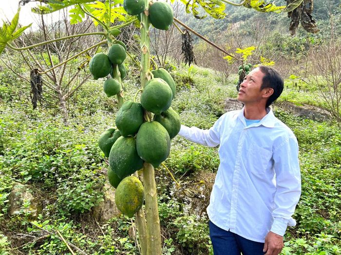  Ngoài trồng đào, trồng sắn, Trưởng bản Thằm Thẩm ( xã Nhôn Mai) Và Bá Ca còn trồng cây ăn quả. Ảnh: Khánh Ly 
