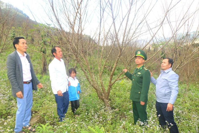  Trưởng bản Thằm Thẩm xã Nhôn Mai ( Tương Dương) Và Bá Ca chia sẻ về kinh nghiệm trồng đào cảnh. Ảnh: Khánh Ly 
