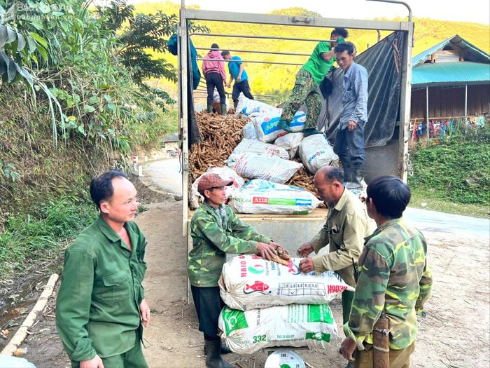  Người dân xã biên giới Nhôn Mai, Tương Dương thu hoạch sắn cao sản. Ảnh: Khánh Ly 