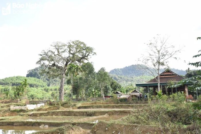  Với hệ thống cây cổ thụ và phong cảnh hữu tình, việc bảo vệ loài cá đặc sản gắn với phát triển du lịch là hướng đi mang lại nhiều kỳ vọng cho người dân Diên Lãm trong phát triển kinh tế. Ảnh: Hoài Thu 