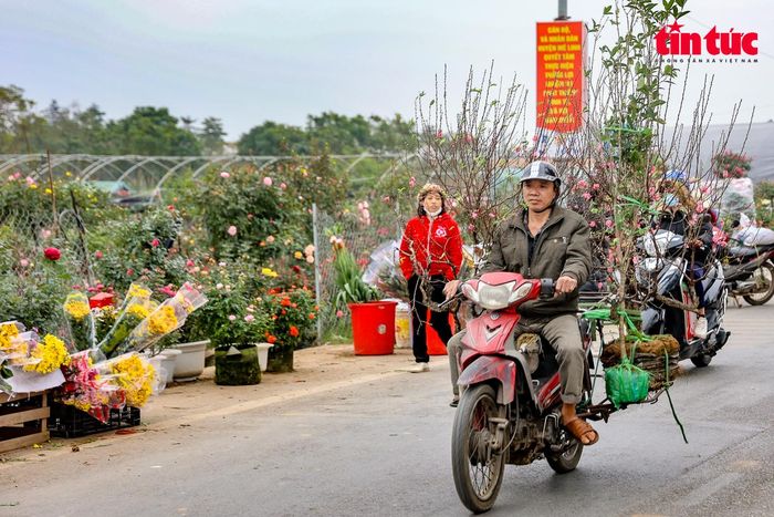 Làng hoa Mê Linh trở nên hối hả, sôi động khác hẳn ngày thường.