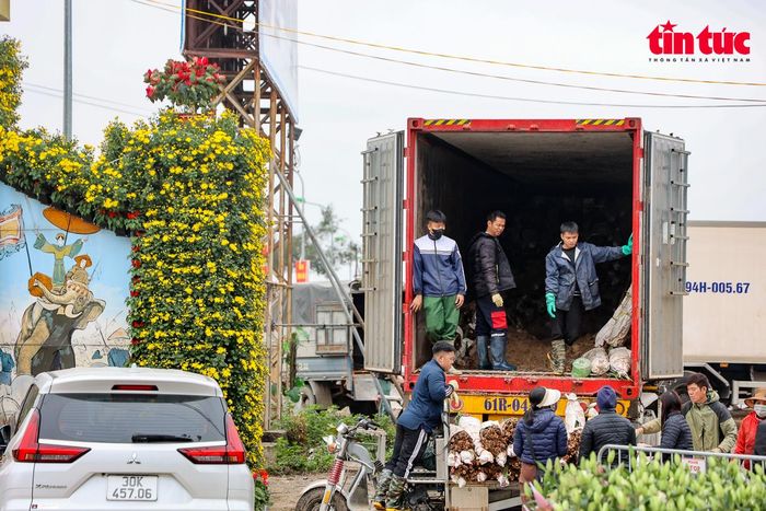 Tiểu thương tất bật vận chuyển hoa từ Mê Linh sang các địa phương khác.