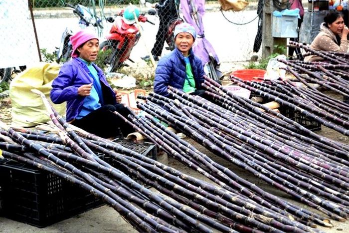 Người dân vùng cao rất thích mía tím, thường mua dùng trong ngày Tết. Ảnh: Quốc Hồng