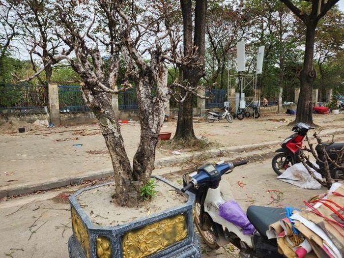 Một gốc đào nhiều năm tuổi "bị ế" đã được cắt tỉa cành để mang về nhà vườn