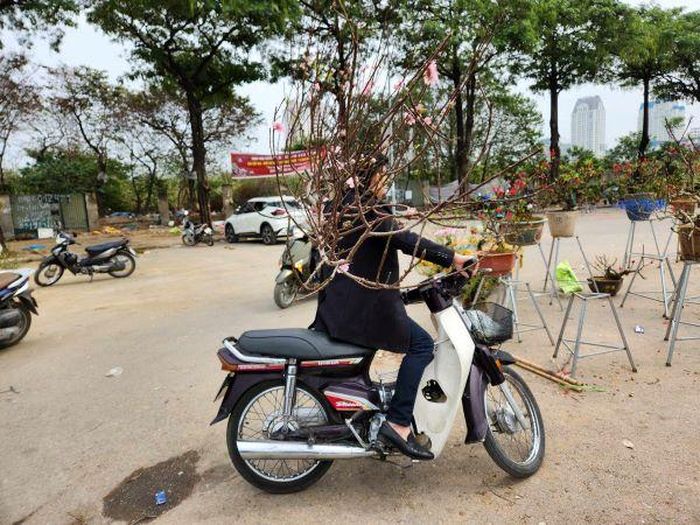 Khách hàng chọn được cành đào huyền giá chỉ 500.000 đồng, bằng khoảng 1/3 lúc ban đầu