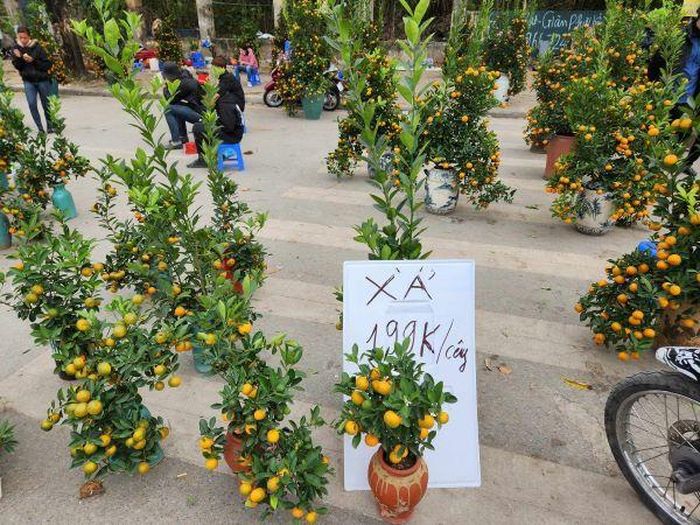 Chưa đến 200.000 đồng/cây quất nhưng vẫn vắng khách mua