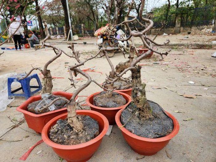 Đào thế cũng không có khách mua, chuẩn bị được đưa về vườn