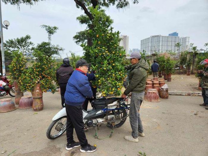 Một cây quất được khách chốt giá trưa 30 Tết