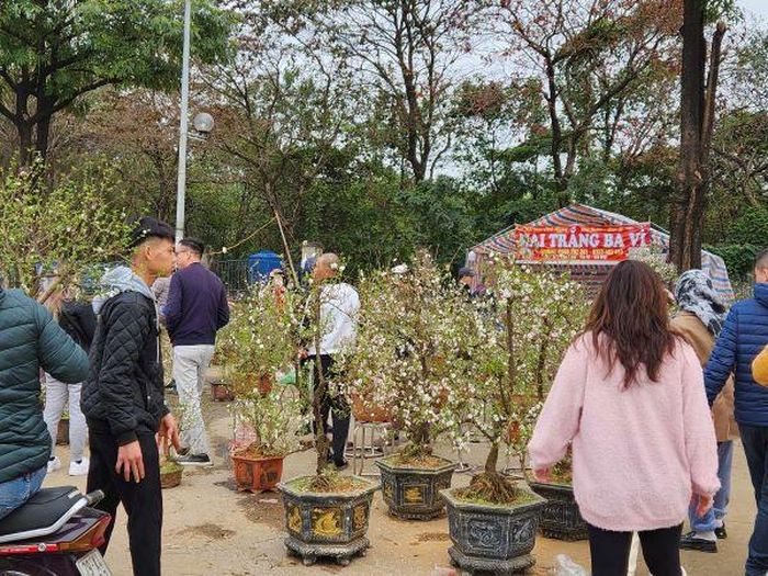 Nhất chi mai vừa đẹp, vừa rẻ nên hút khách hơn cả