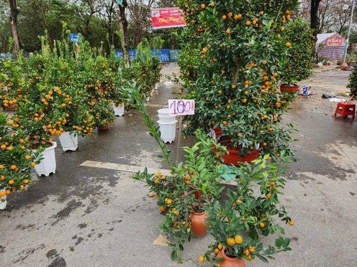 Xả 100.000 đồng/cây lúc đầu giờ chiều 30 để người bán về quê ăn Tết