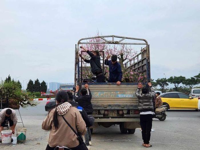 Cây hoa ế được dọn dẹp, đưa về vườn chăm sóc