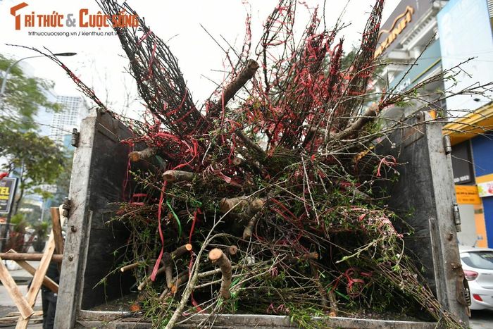 Đi dọc con phố, từng tốp xe tải chờ để đưa những cành đào rừng không bán được về.